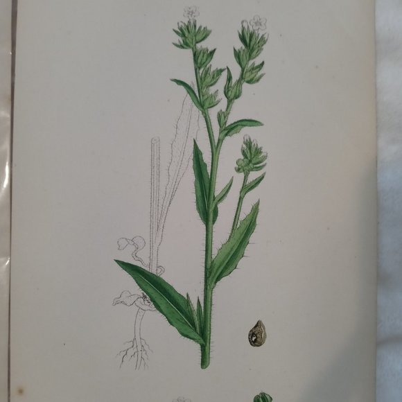 Vintage 1870 Botanical Prints Collectible - Picture 7 of 14